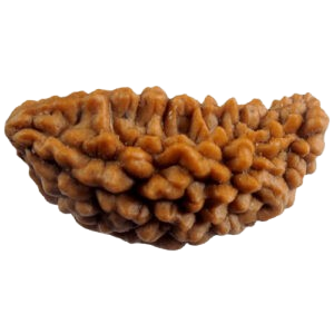 1 Mukhi