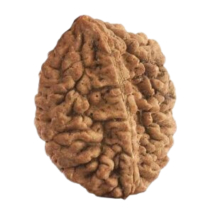 2 Mukhi