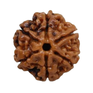 6 Mukhi