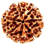 7 Mukhi