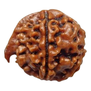 Ganesh rudraksha